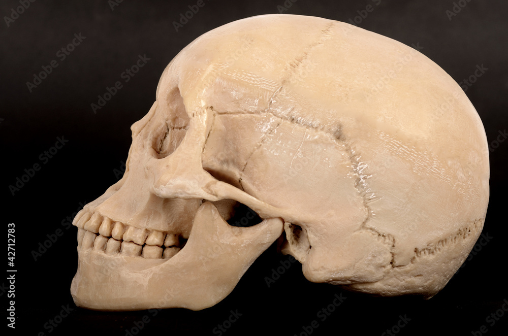 Fototapeta premium Skull Right View