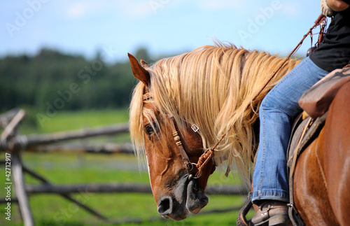 horse western