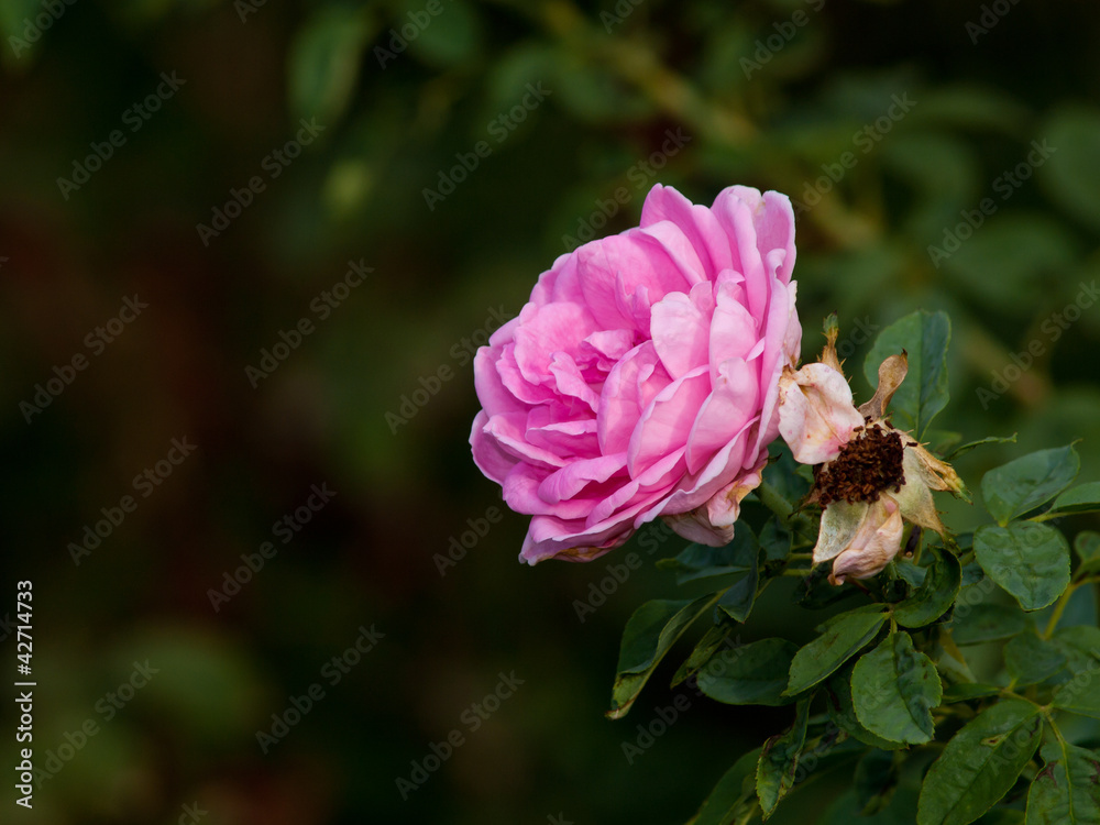 Roses on a bush in a garden