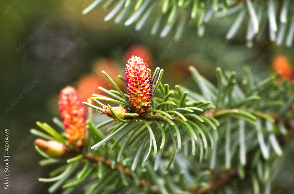 Spring flowers on Spruce or Picea abies Spring flowers on Spruce or Picea abies