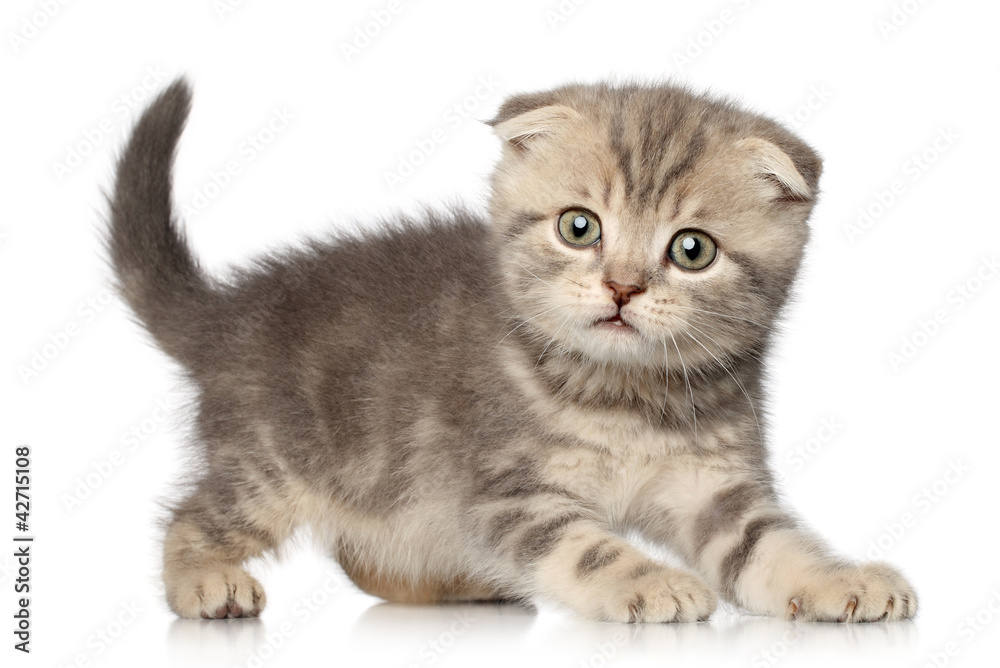 Scottish Fold kitten on white background