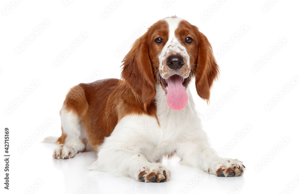 Springer Spaniel puppy on a white background