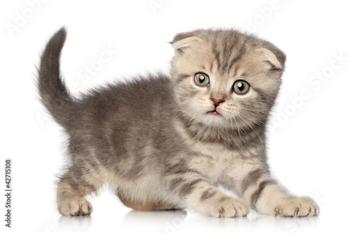 Scottish Fold kitten on white background