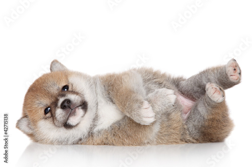 Shiba Inu puppy on white background