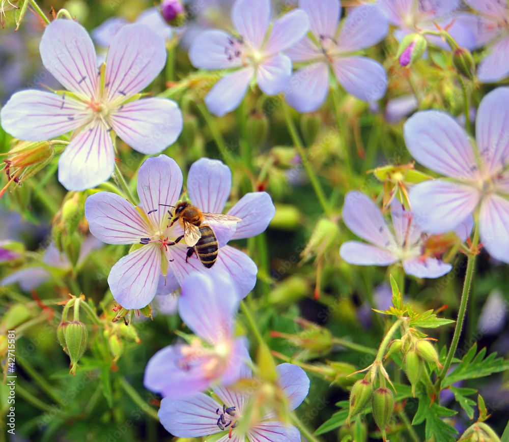 Fototapeta premium Bee in Flowers