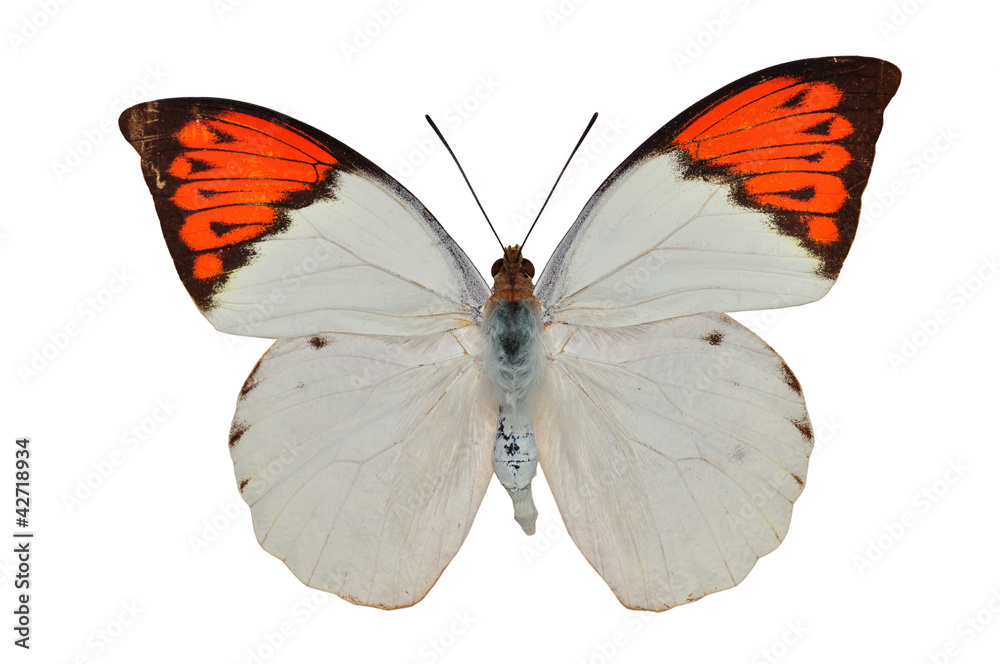 Fototapeta premium Orange butterfly (The Great Orange) isolated on white background