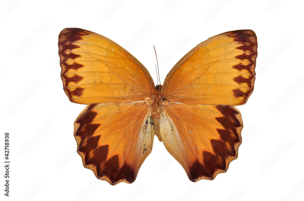 Fototapeta premium Orange butterfly (The Burmese Junglequeen, Stichophthalma louisa
