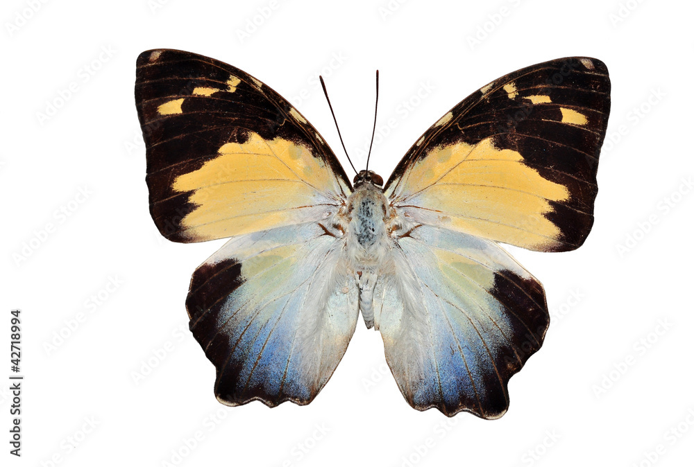 Fototapeta premium butterfly (calydonia) isolated on white background