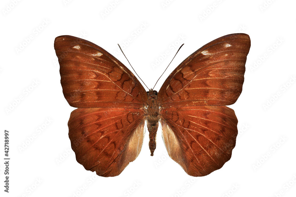 Fototapeta premium Brown butterfly isolated on white background