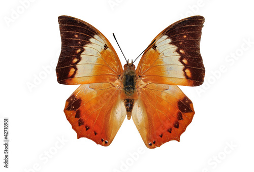 Red butterfly (The Tawny Rajah, Charaxes bernardus hierax) photo