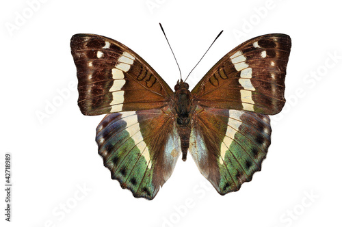 green butterfly (Euthalia franciae, French Duke) Isolated photo