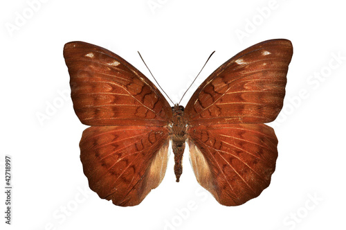 Brown butterfly isolated on white background