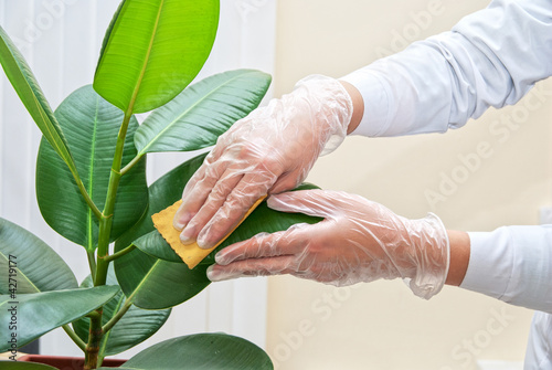 cleaning ficus plant