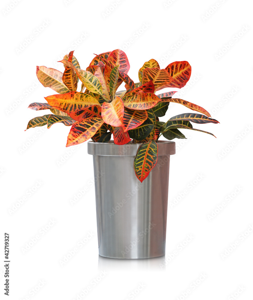 House plant - Tropical Croton