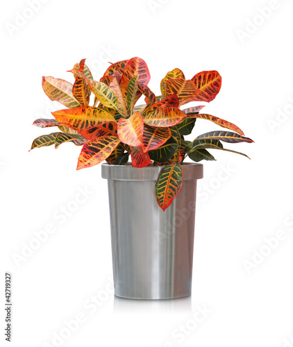 Obraz na płótnie House plant - Tropical Croton w salonie