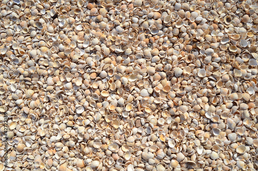 An Abstract Background Texture Of Sea Shells An Abstract Background Texture Of Sea Shells
