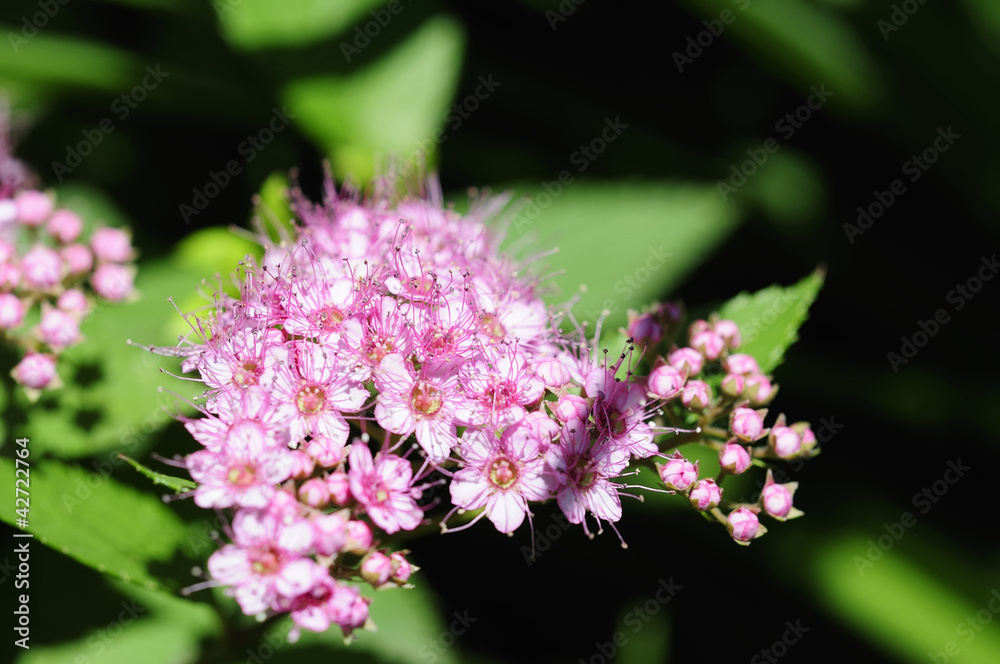 Fototapeta premium fetthennen 37