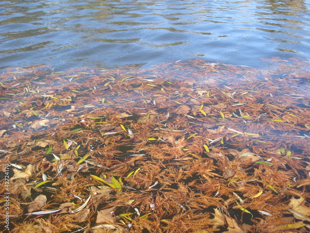 Autumn leaves on lake