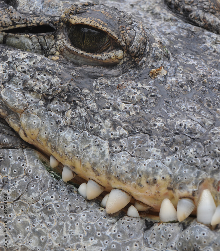 Obraz premium Krokodil