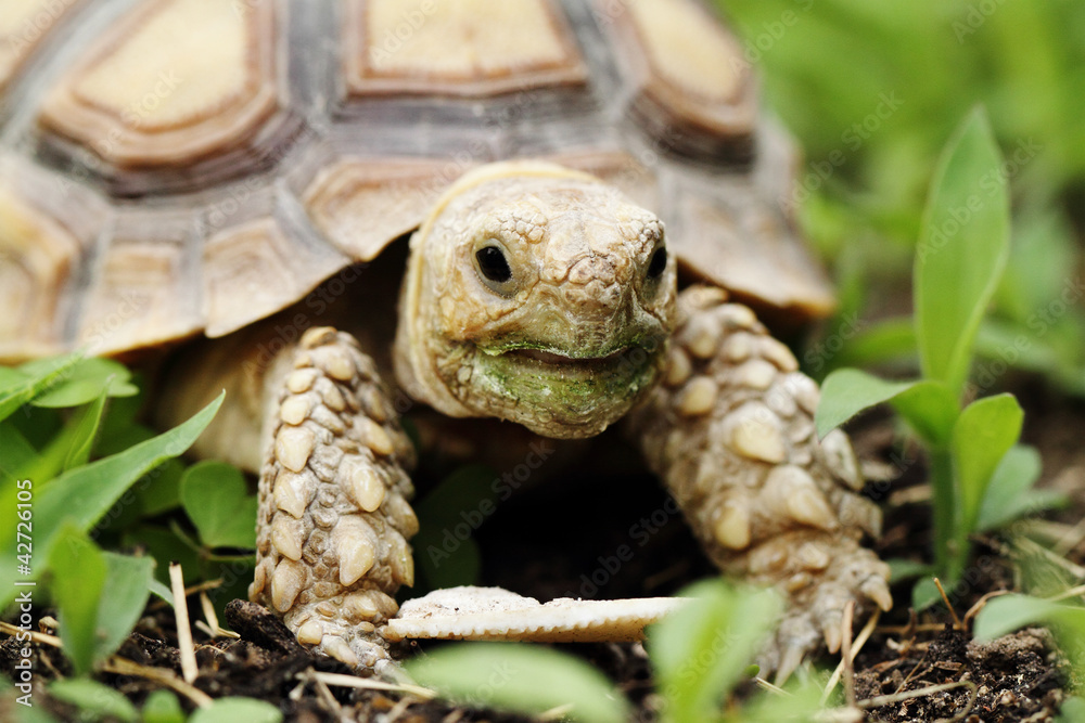 Naklejka premium African Spurred Tortoise (Sulcata)