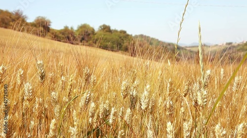 Grano movie