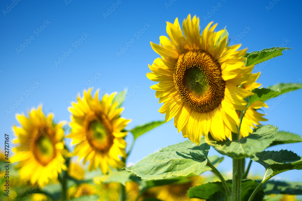 Fototapeta premium Young sunflowers