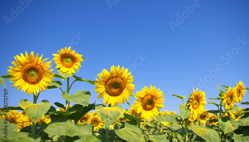 Curvy sunflowers over clear blue sky