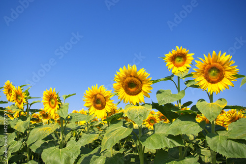 Curvy sunflower field over clear blue sky