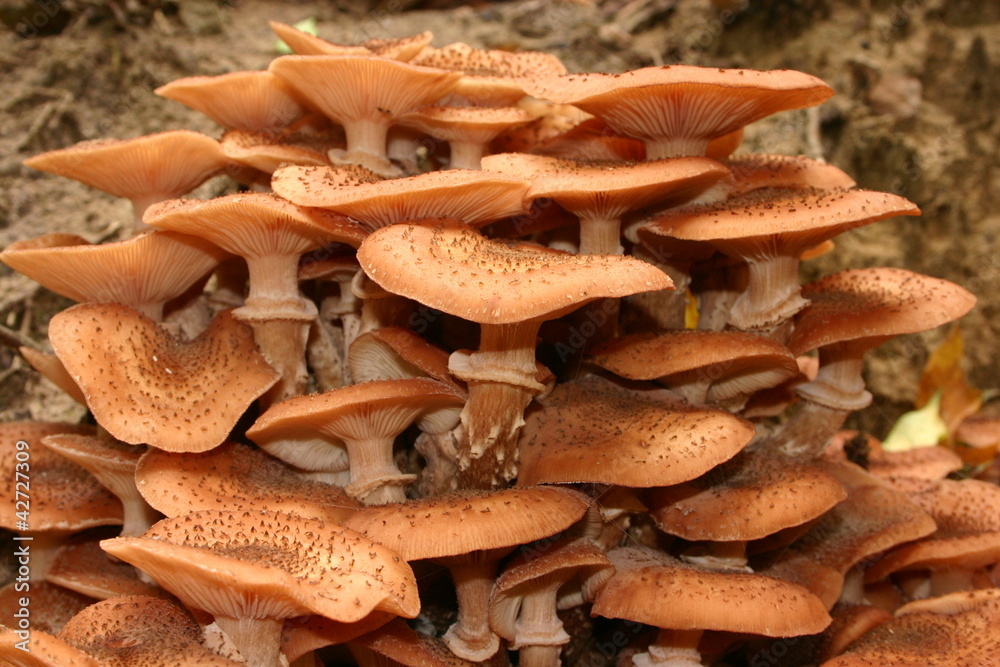 Fototapeta premium Pilz - Halimasch