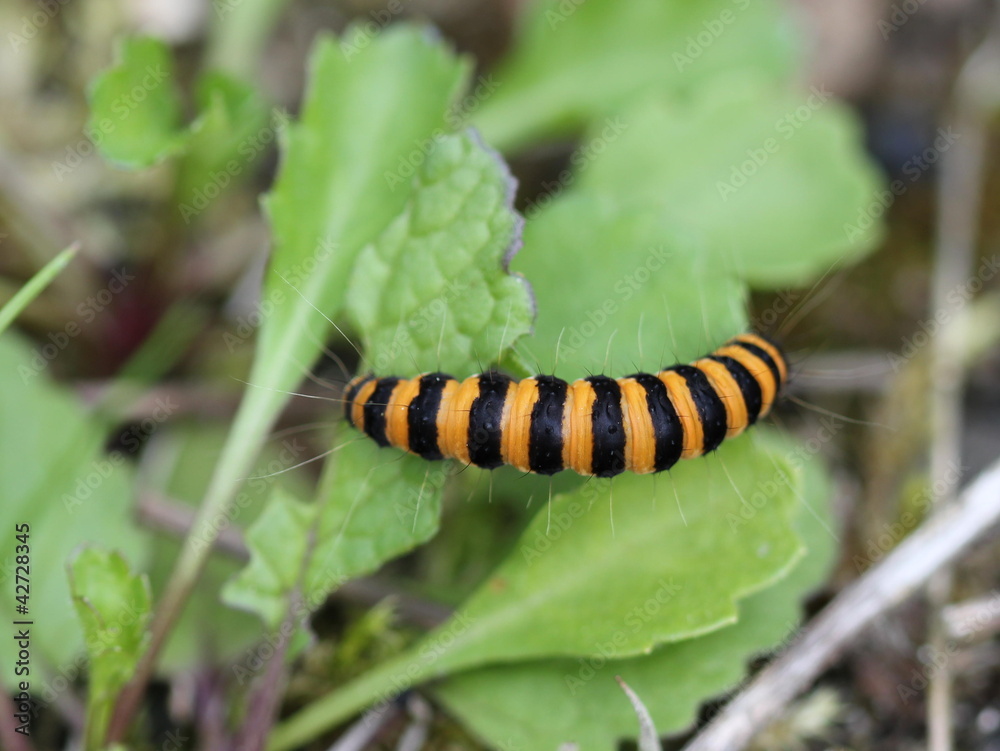 Raupe des Jakobskrautbären auf Huflattich Raupe des Jakobskrautbären auf Huflattich