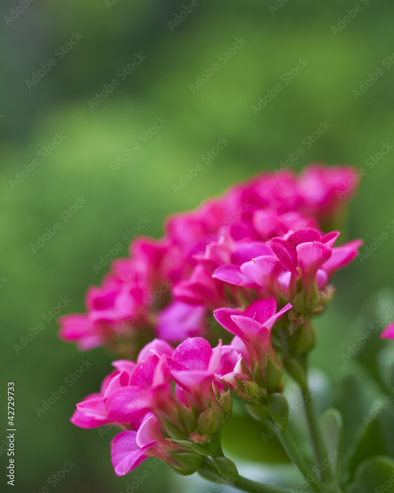 Colorful fresh kalanchoe flowers. Shallow DOF Colorful fresh kalanchoe flowers. Shallow DOF