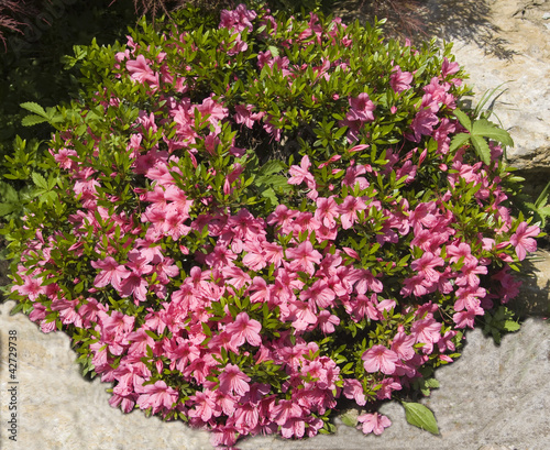Wallpaper Mural Pink rhododendron Torontodigital.ca