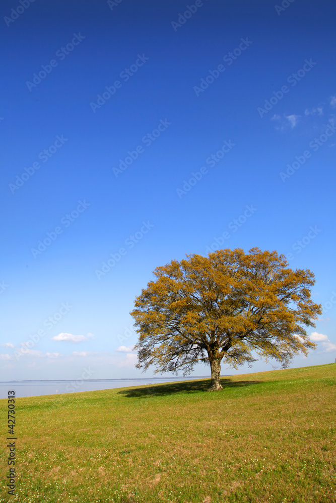 Single tree on the hill against blue sky Single tree on the hill against blue sky