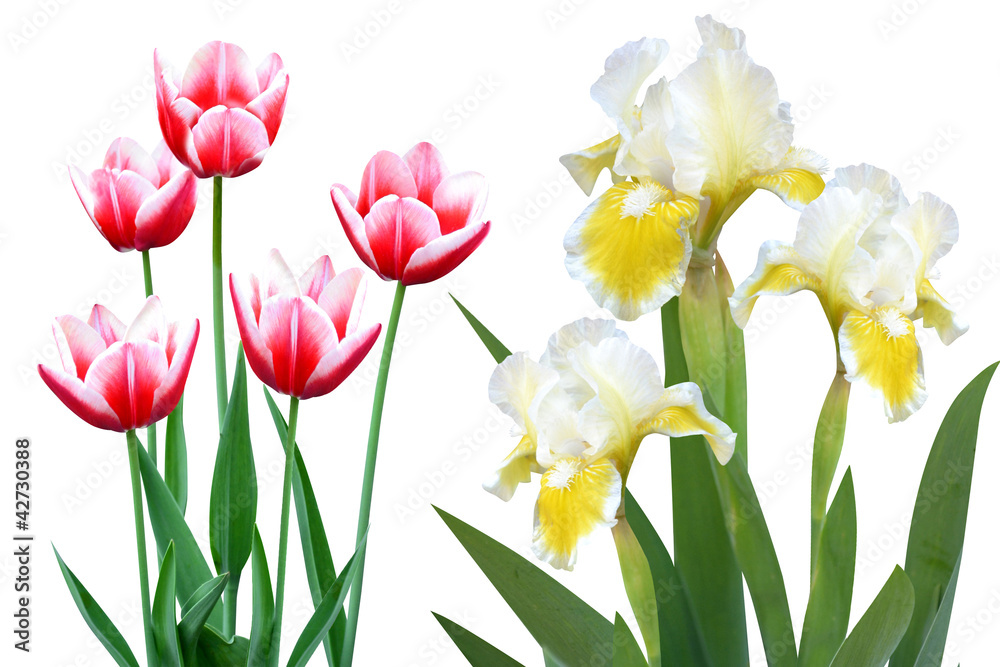tulips irises flowers it is isolated a holiday
