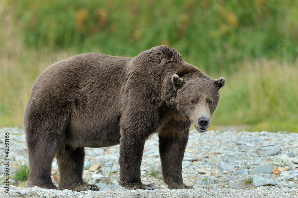 Grizzlt Bear standing at river edge. Grizzlt Bear standing at river edge.