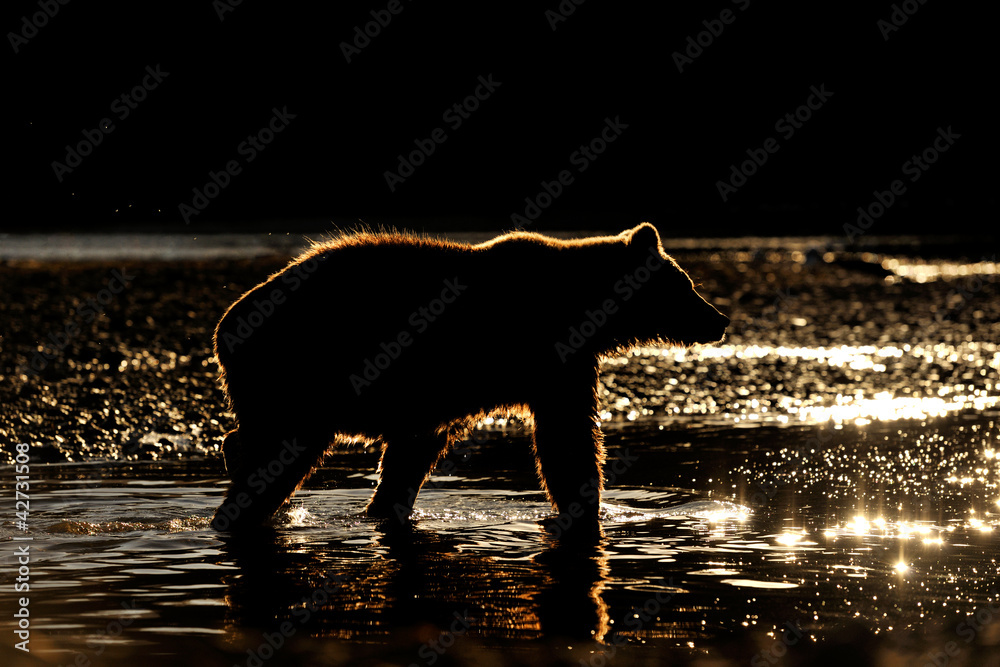 Fototapeta premium Grizzly Bear in river at sunset.
