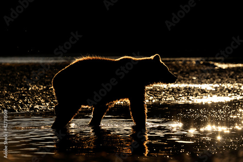 Grizzly Bear in river at sunset.