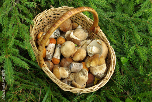 The basket of mushrooms