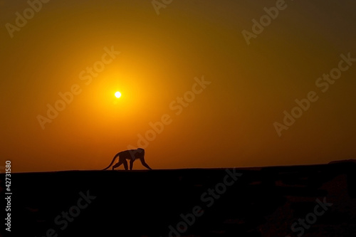 monkey silhouette sunset © Saidin Jusoh