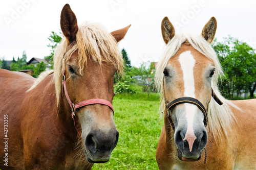two horses © Firma V