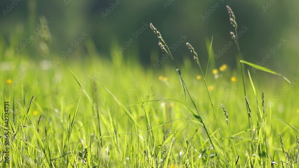 Grass and fly insects on small wind on sunset Grass and fly insects on small wind on sunset