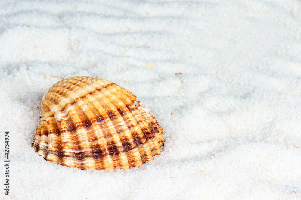 Muschel im Sand Muschel im Sand