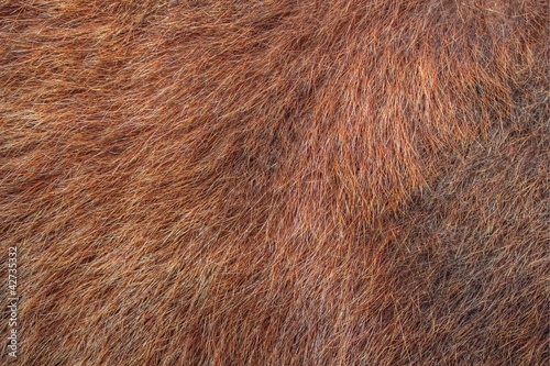 textured bear fur © taviphoto