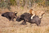 Male lion attack huge buffalo bull