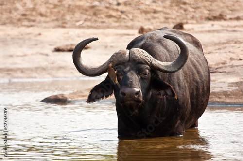 Buffalo bull standing in water