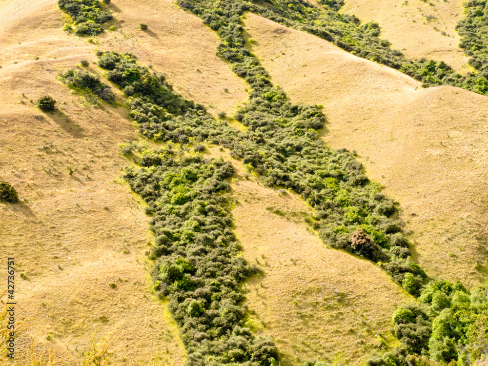 Naklejka premium Network of green veins in dry grassland in NZ