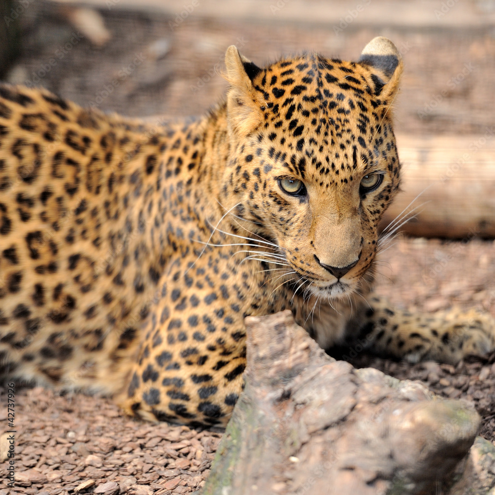 Fototapeta premium Leopard