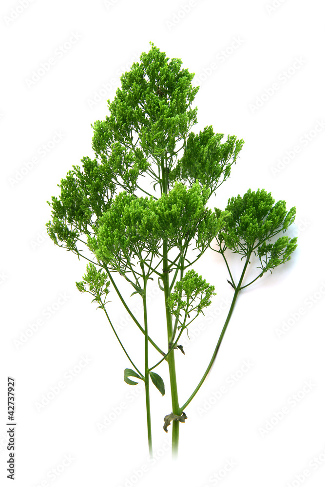 Sprig of herbs Sprig of herbs