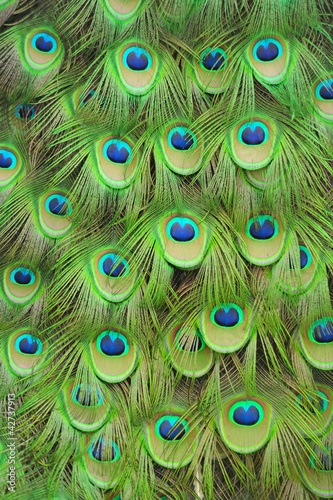Peacock feathers #42737913