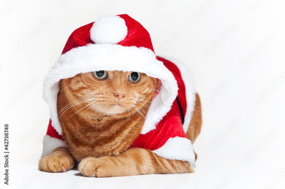 A fat orange Tabby cat wearing a red and white Santa suit